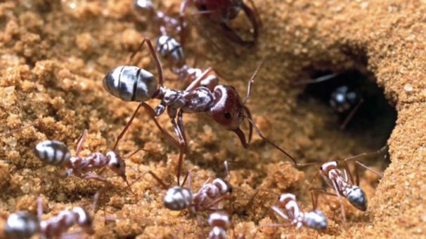 Пустынный муравей вдохновитель новой краски