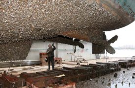 Антиобрастающие покрытия содержащие селектопы