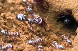 Пустынный муравей вдохновитель новой краски